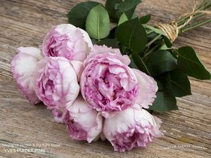 ROSE YVES PIAGET PINK 50